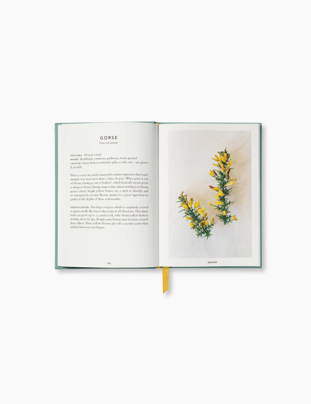 The Urban Forager