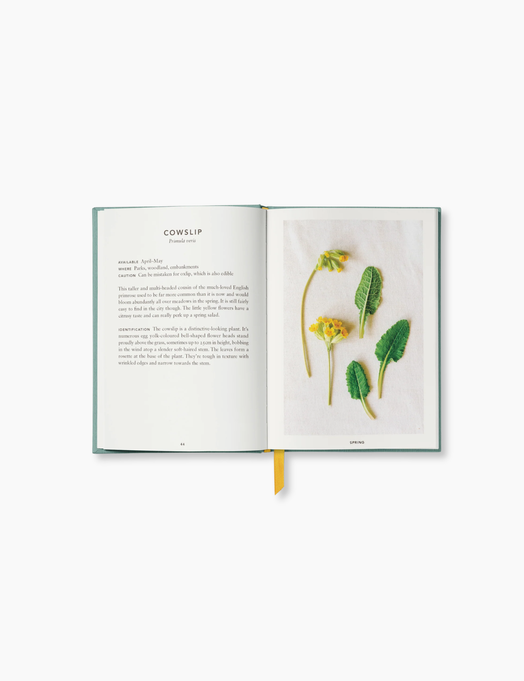 The Urban Forager
